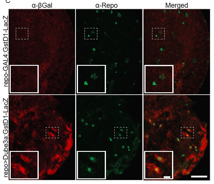 Drosophila Glial Cells